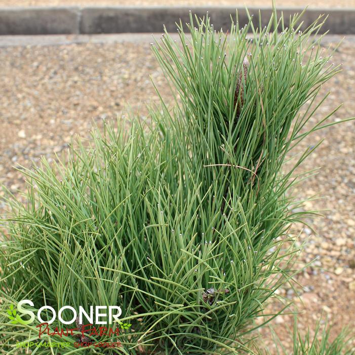 PONDEROSA PINE