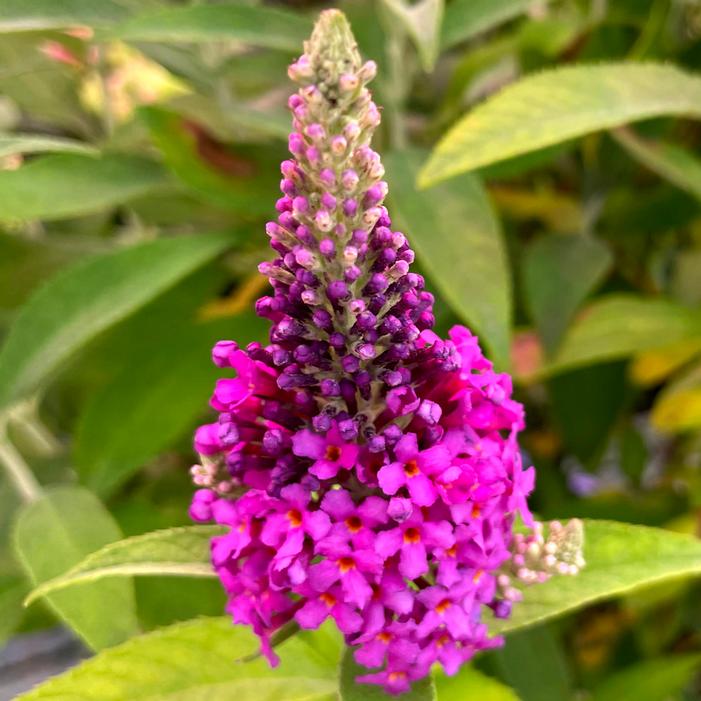BIRTHDAY CAKE™ BUTTERFLY BUSH
