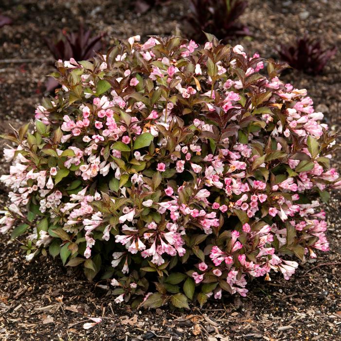 AFTERGLOW™ WEIGELA