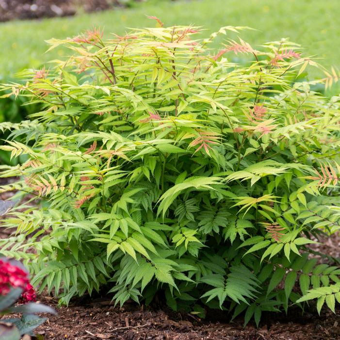 CHERRY ON TOP™ SORBARIA