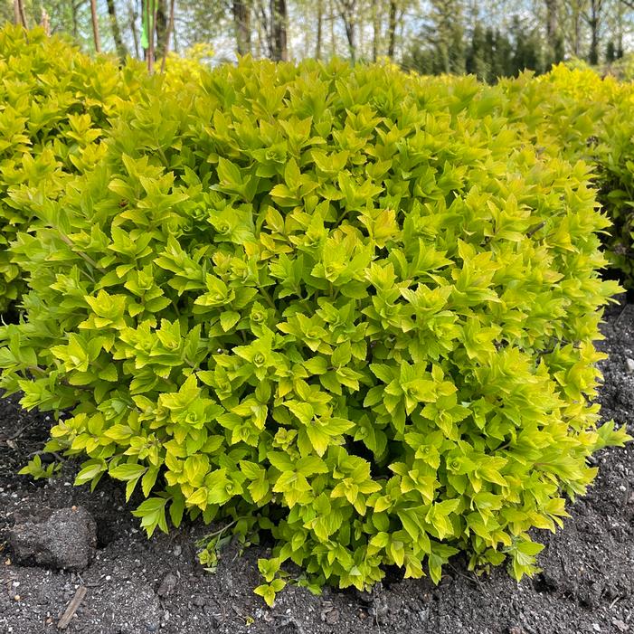 PINEAPPLE POPROCKS® SPIRAEA