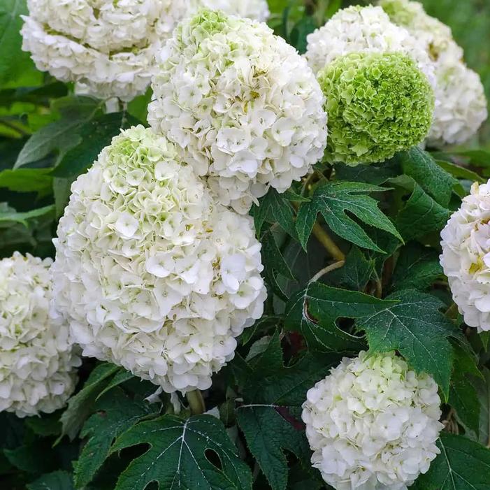 TARA™ OAKLEAF HYDRANGEA