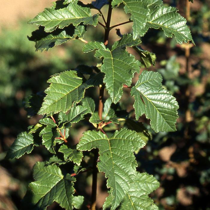 TATARIAN MAPLE