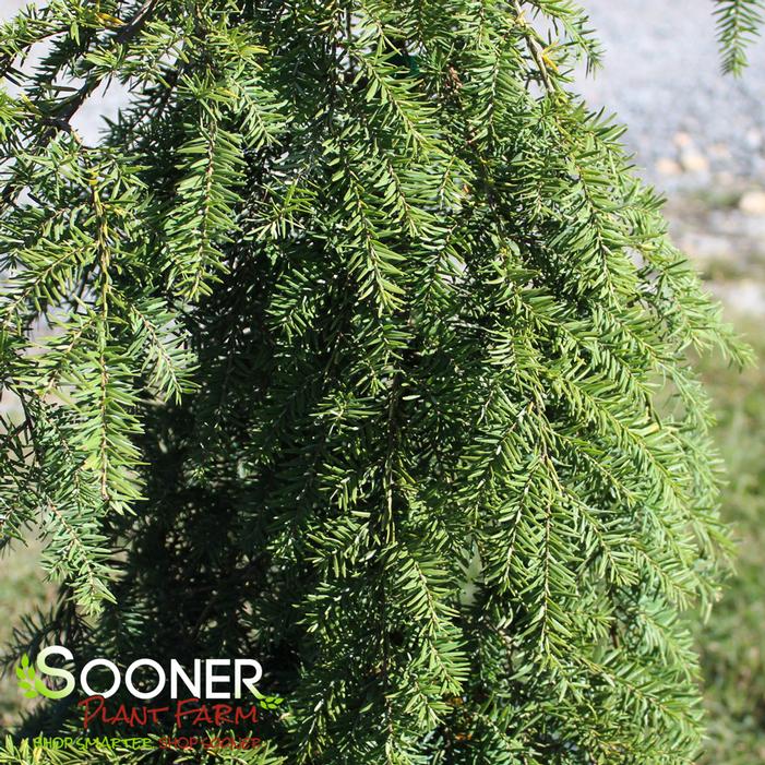 SARGENT'S WEEPING CANADIAN HEMLOCK