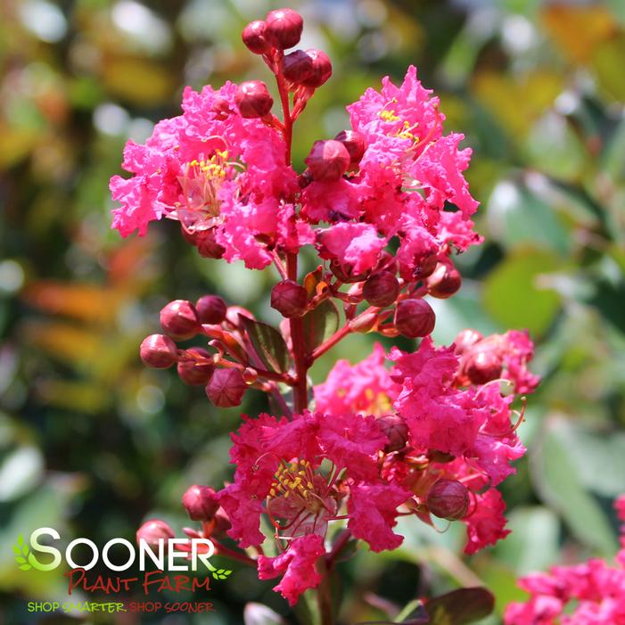 MY FAIR MYRTLE® CRAPEMYRTLE