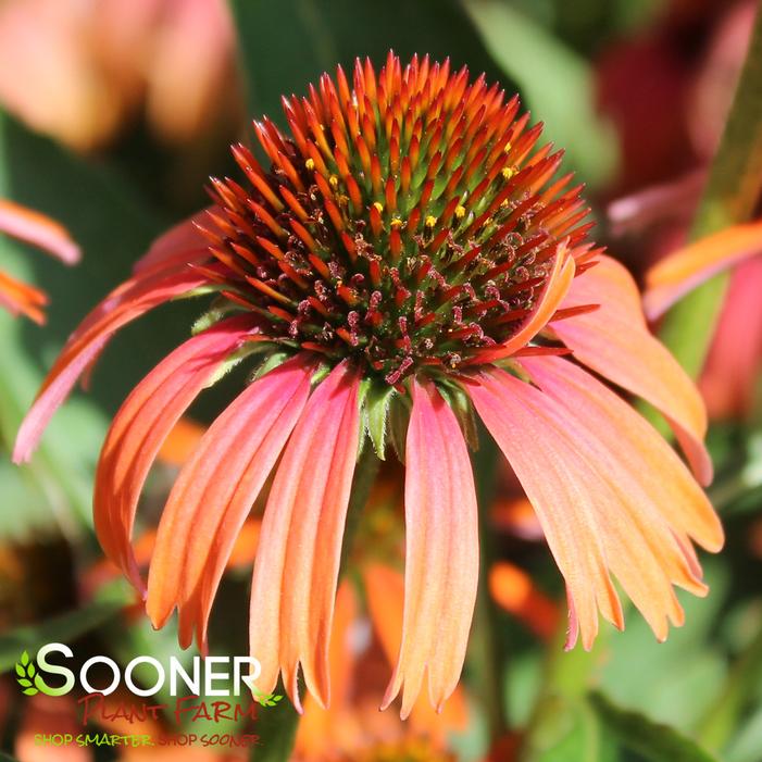 BUTTERFLY™ ORANGE SKIPPER CONEFLOWER