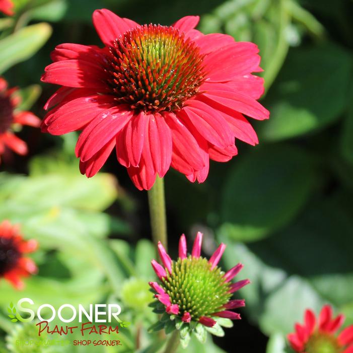 KISMET® RED CONEFLOWER