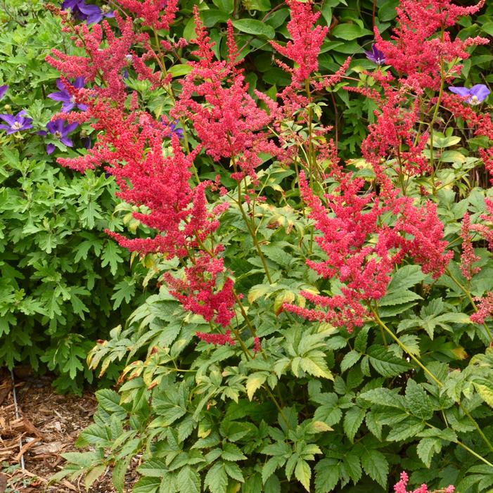 RADIUS ASTILBE