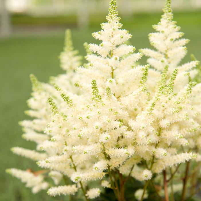 YOUNIQUE™ WHITE ASTILBE