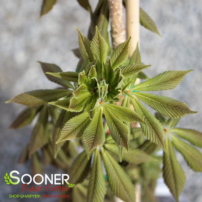 DWARF RED BUCKEYE