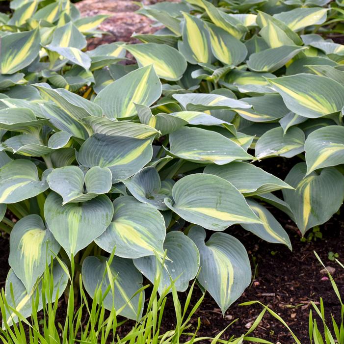TOUCH OF CLASS HOSTA