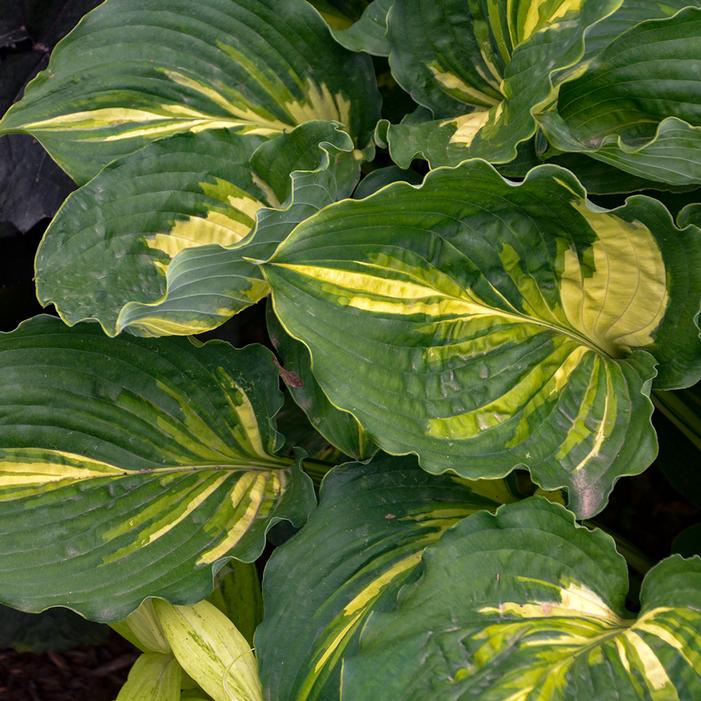 LAKESIDE PAISLEY PRINT HOSTA