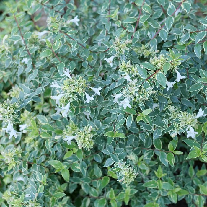 MUCHO GUSTO® ABELIA