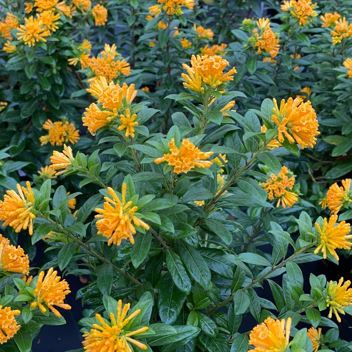 JUICED™ ORANGE JESSAMINE
