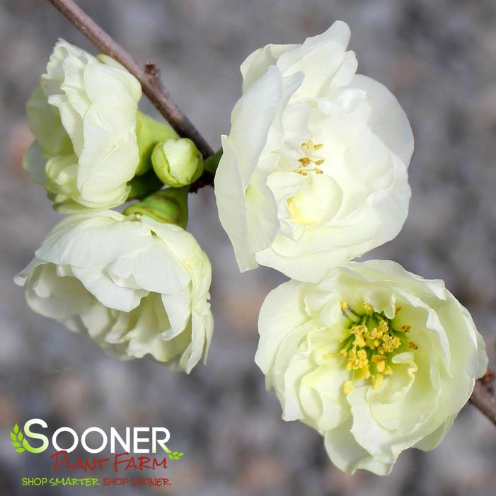 O YASHIMA FLOWERING QUINCE