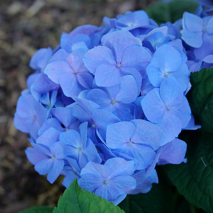 LET'S DANCE SKY VIEW® HYDRANGEA
