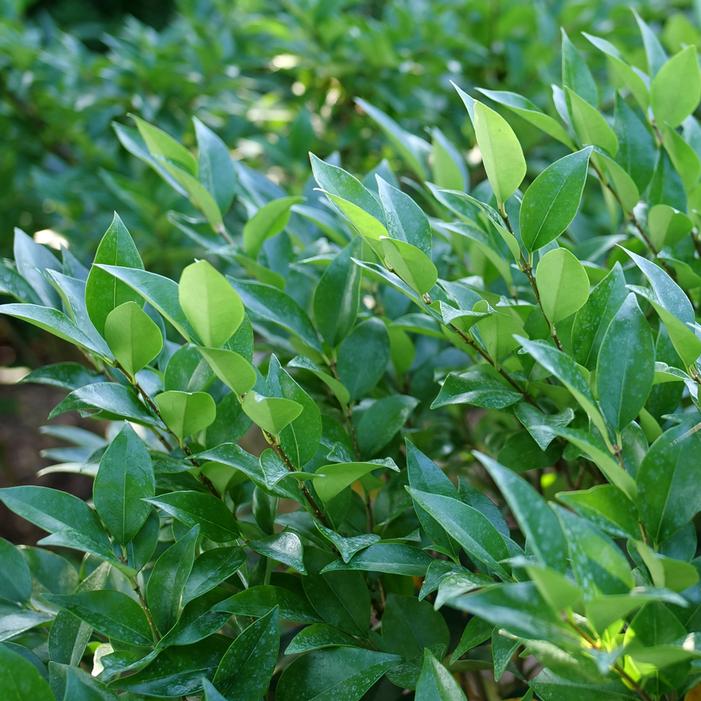 KINDLY® LIGUSTRUM