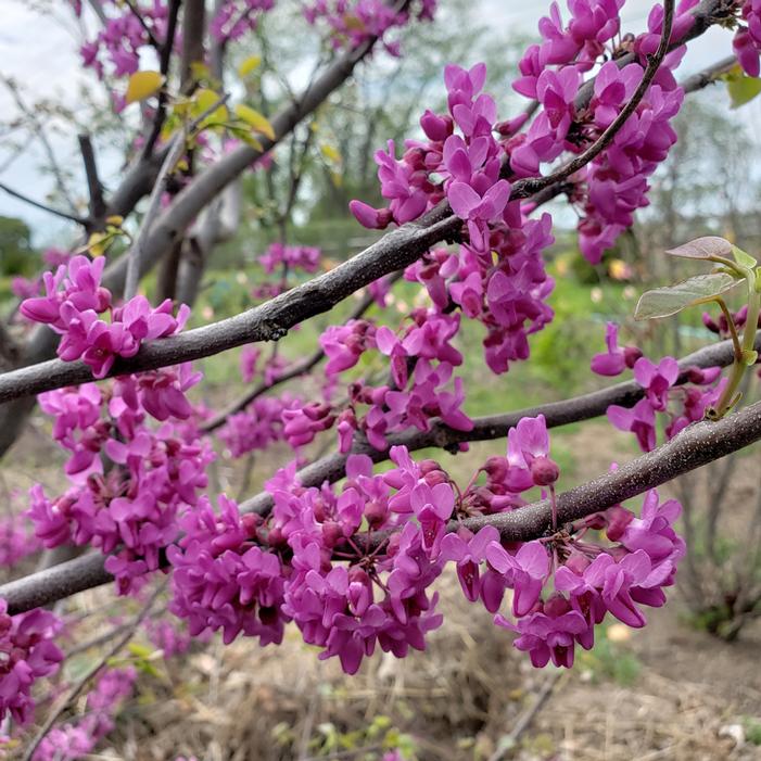 LUSCIOUS LAVENDER™ REDBUD