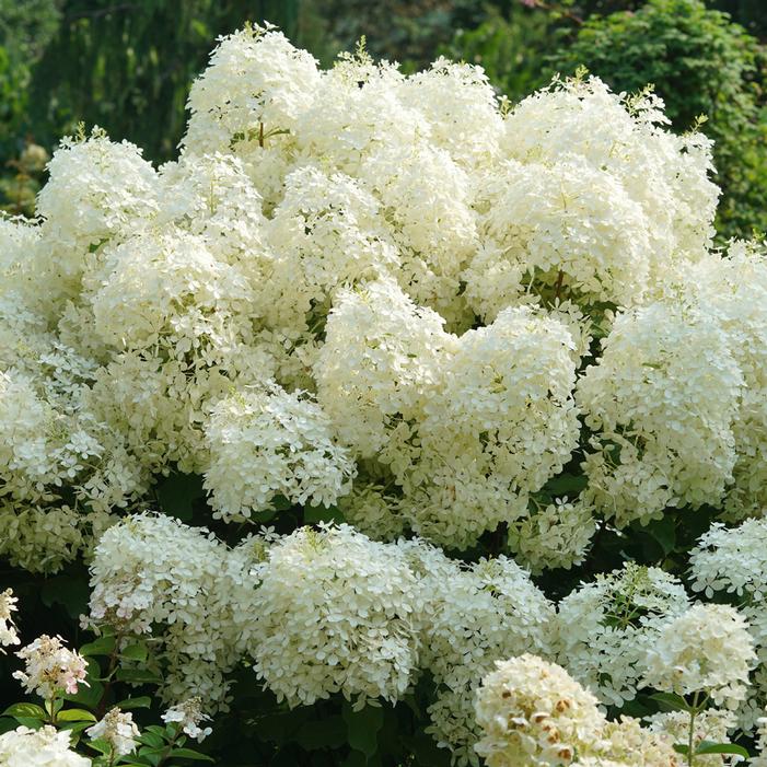 PUFFER FISH® HYDRANGEA