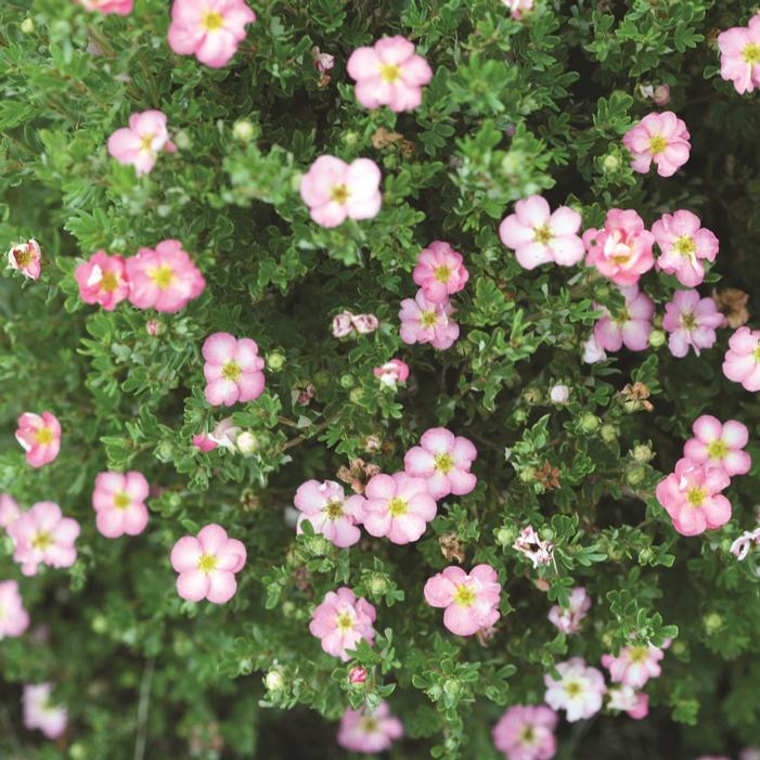 HAPPY FACE HEARTS® POTENTILLA