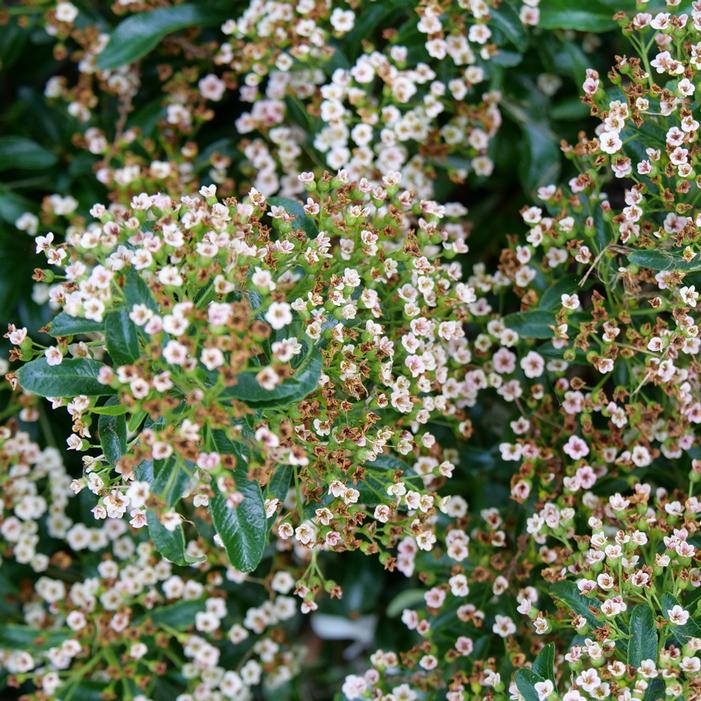 BERRY BOX® PYRACOMELES