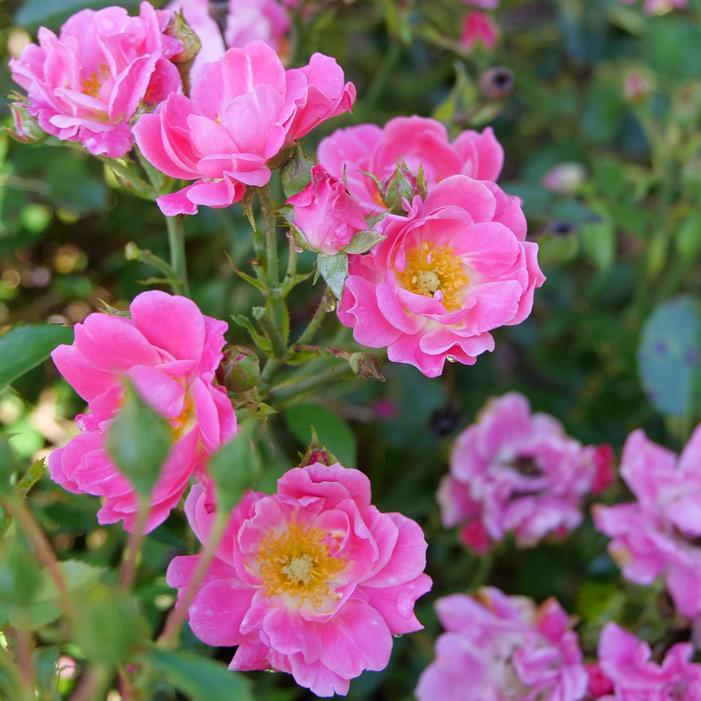 OSO EASY® DOUBLE PINK ROSE