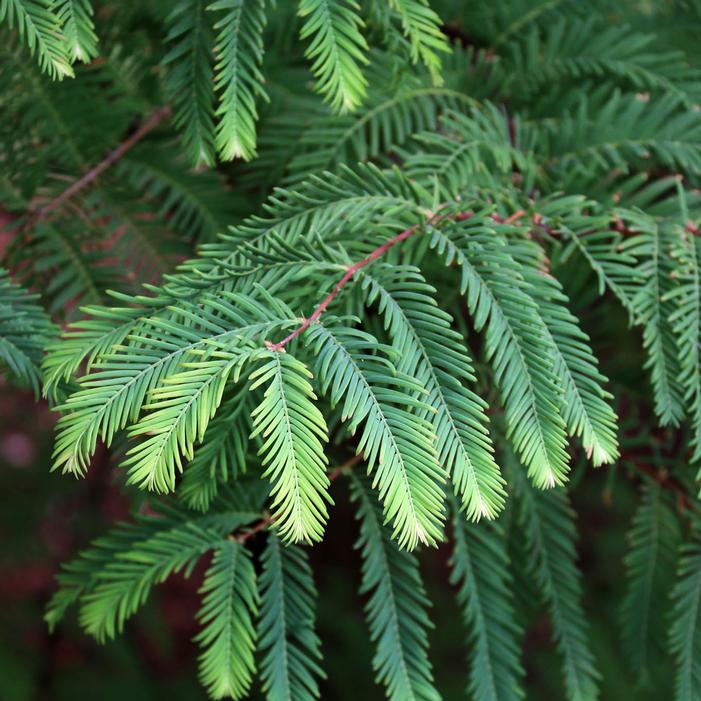 JADE PRINCE® DAWN REDWOOD