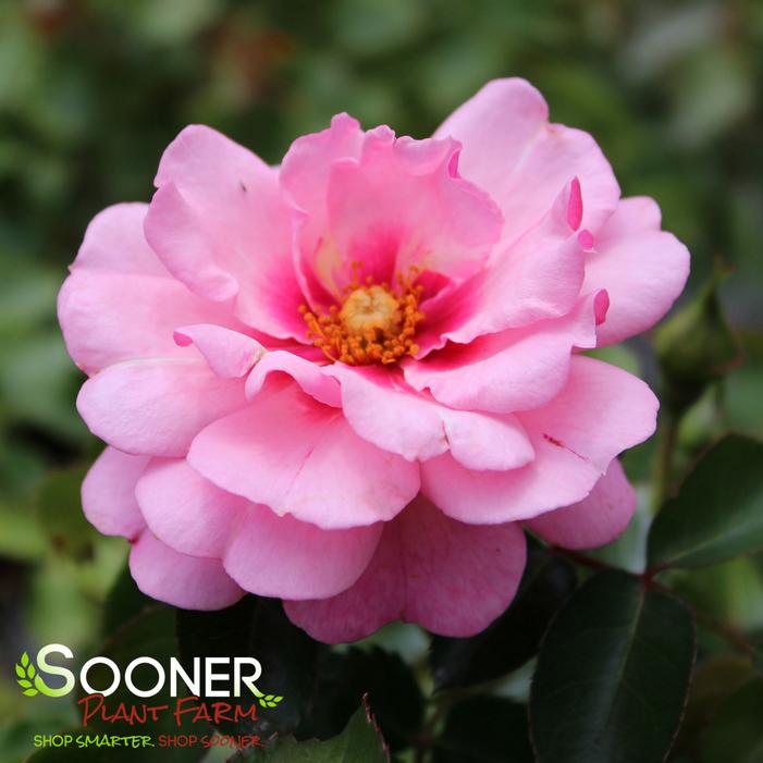 RINGO® DOUBLE PINK ROSE
