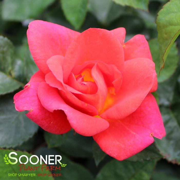 RISE UP EMBERAYS™ CLIMBING ROSE