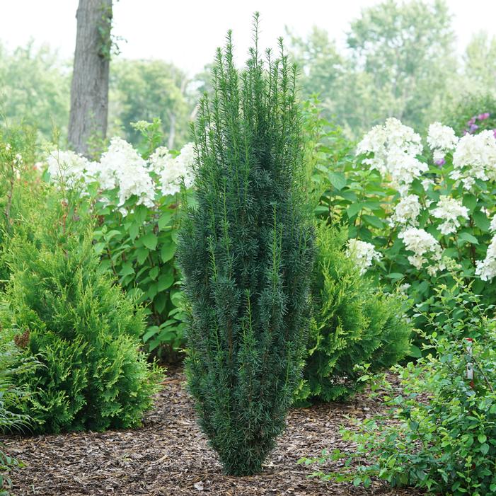 STONEHENGE SKINNY® YEW