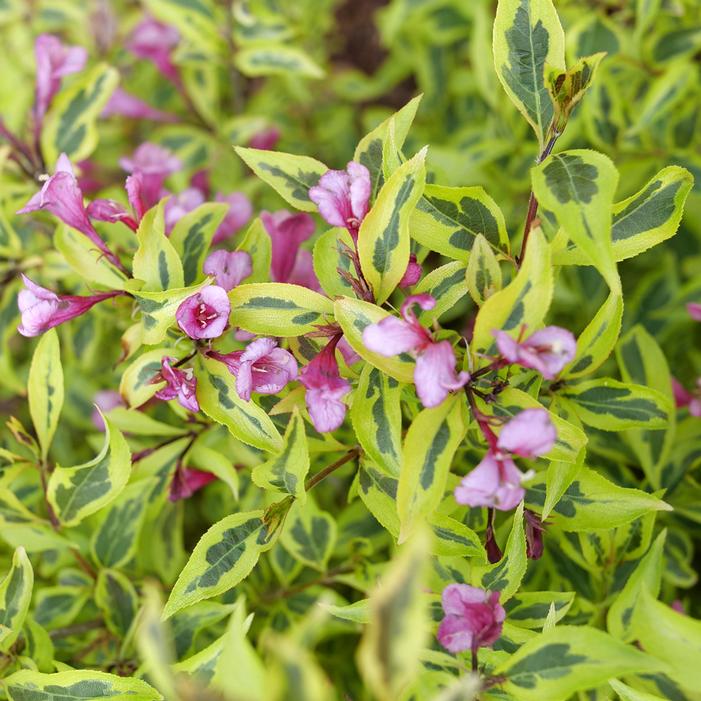 BUBBLY WINE™ WEIGELA