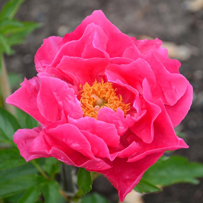 PAULA FAY GARDEN PEONY