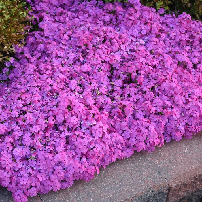 DRUMMOND'S PINK CREEPING PHLOX