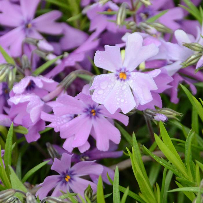 PURPLE BEAUTY CREEPING PHLOX