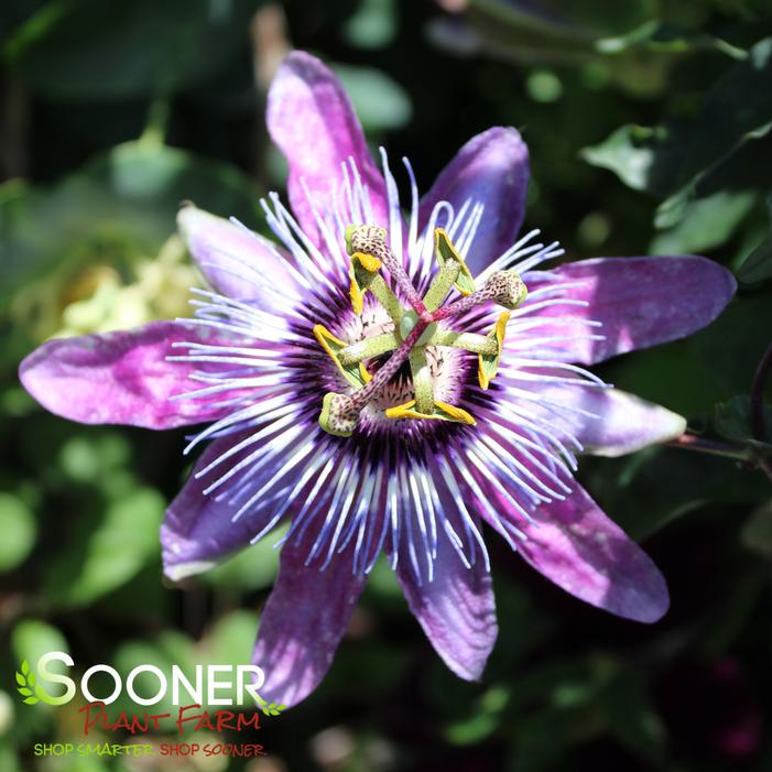 BETTY MYLES YOUNG PASSION FLOWER