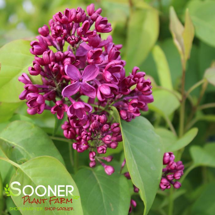 MONGE FRENCH LILAC