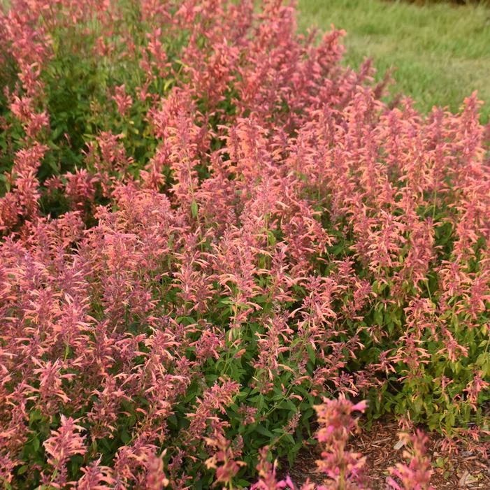 GUAVA LAVA HYSSOP