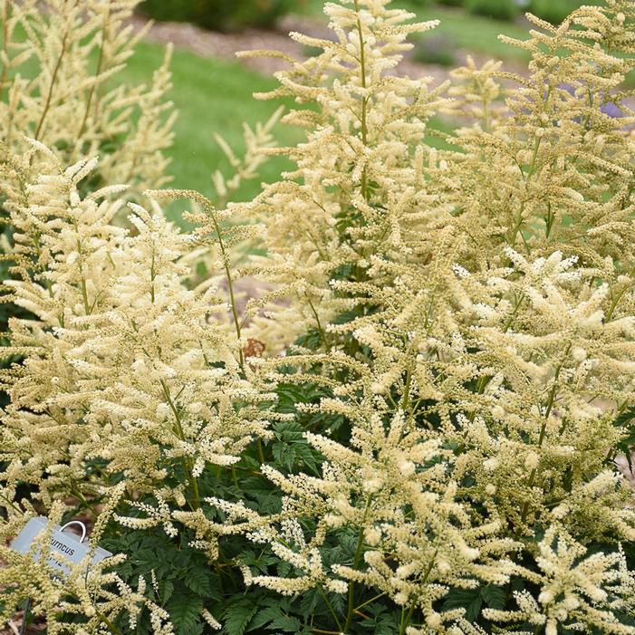 GOATEE GOATSBEARD
