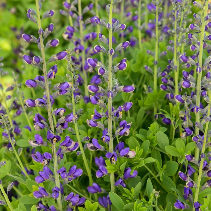 DECADENCE® DELUXE PERIWINKLE POPSICLE FALSE INDIGO