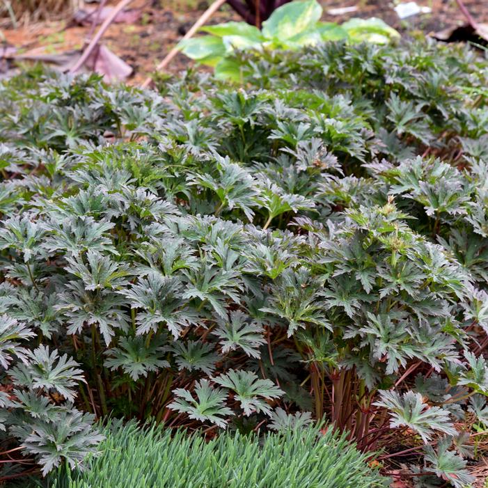 BOOM CHOCOLATTA CRANESBILL GERANIUM