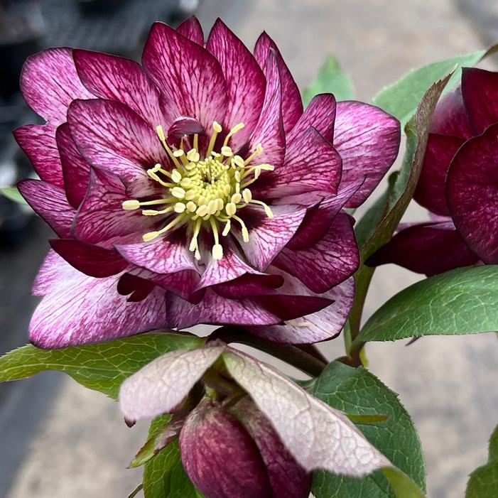 WEDDING PARTY® WHIRLWIND ROMANCE LENTEN ROSE