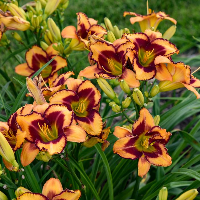 RAINBOW RHYTHM® BLAZING GLORY DAYLILY