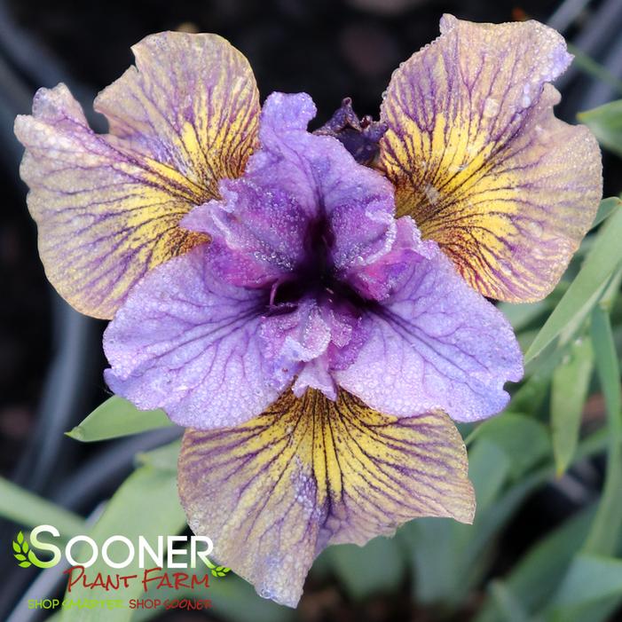 PURRING TIGER SIBERIAN IRIS