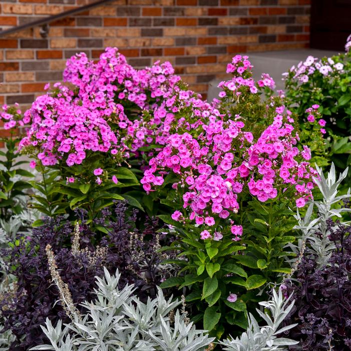 LUMINARY® PRISMATIC PINK GARDEN PHLOX