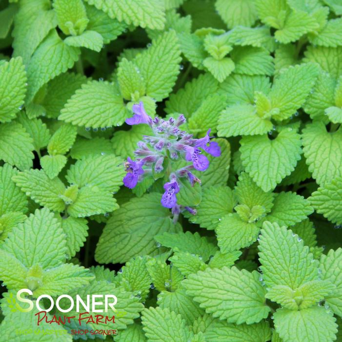 CHARTREUSE ON THE LOOSE CATMINT