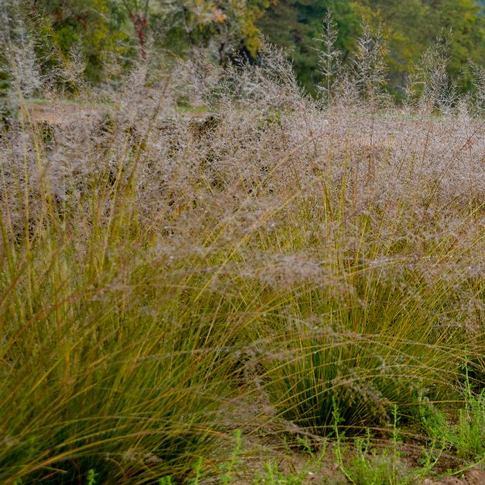 GONE WITH THE WIND PRAIRIE DROPSEED