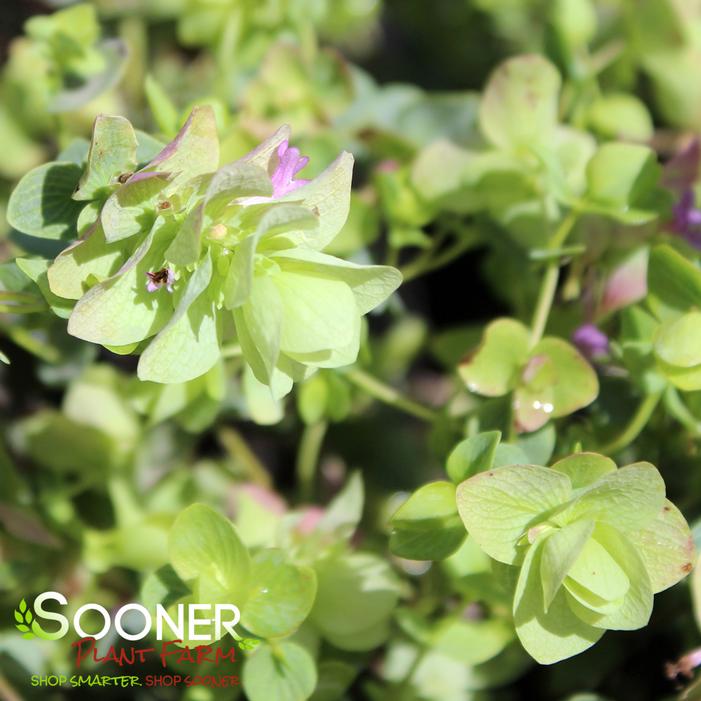 KENT BEAUTY ORNAMENTAL OREGANO