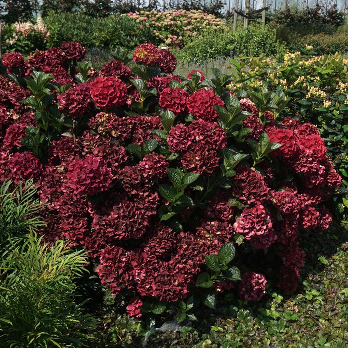 MAGICAL® EVERLASTING CRIMSON HYDRANGEA