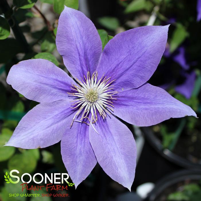 THE DUCHESS OF CORNWALL™ CLEMATIS