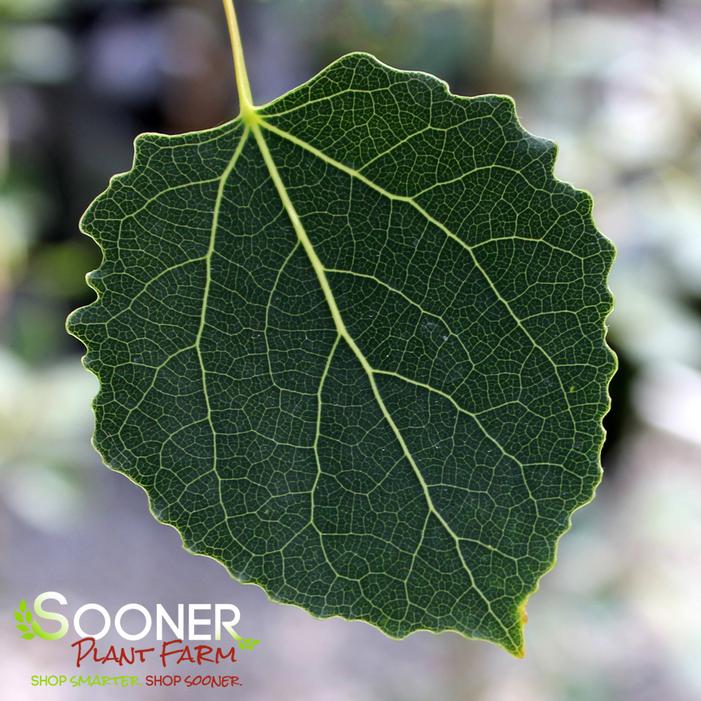 DANCING FLAME® QUAKING ASPEN